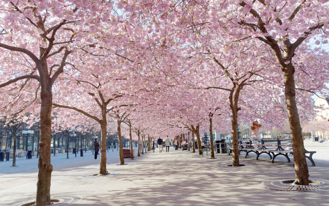 Стокгольм в цветах сакуры с видом на море под музыку Анне Вески!