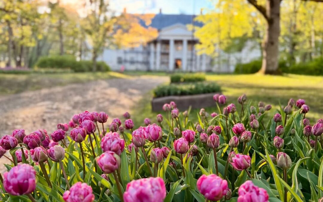 Tulpide meri Kirna mõisas ja lillelaat Türil!