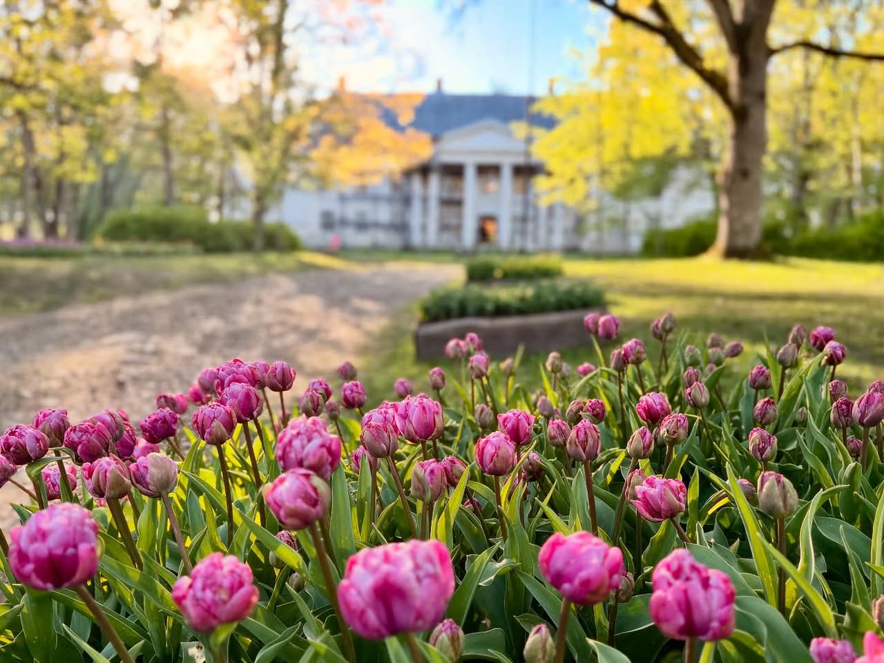 Tulpide meri Kirna mõisas ja lillelaat Türil! Lentuur
