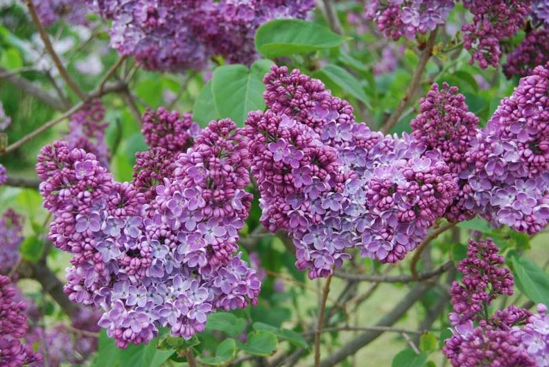 Läti lillelõhn! Lentuur