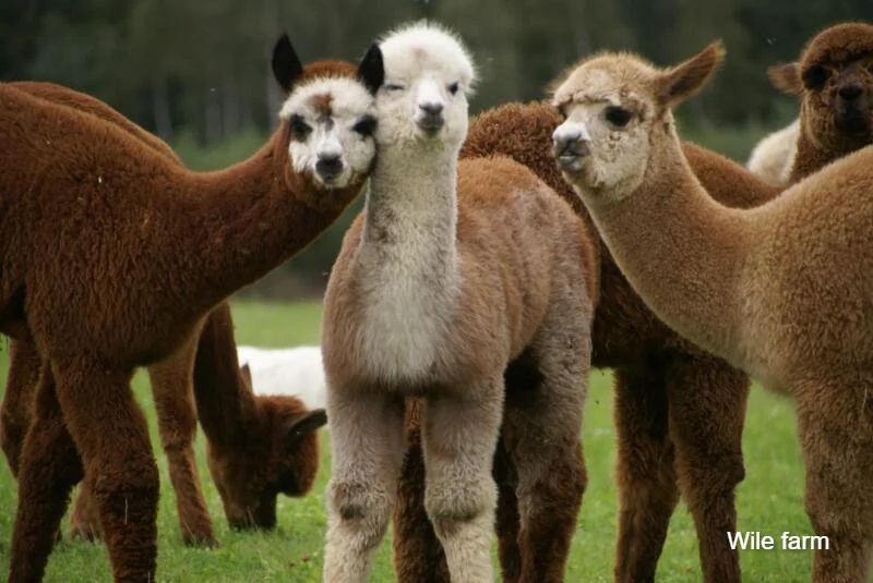 Весенний вальс тюльпанов в Кирна! Lentuur