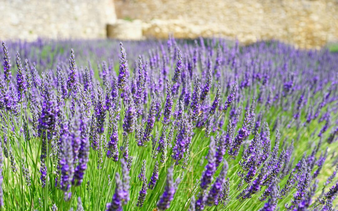 Искусство живого серебра и лаванда в Латвии!
